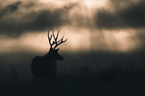 Deer in Snow 4K Wallpaper · animals · 3840×2560