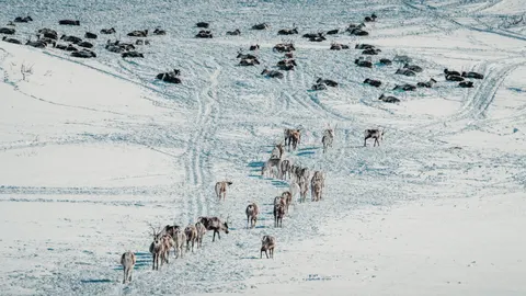 Deer in Snow 4K Wallpaper · animals · 3840×2160