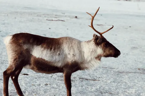 Tapeta Jeleń w śniegu 4K · animals · 3840×2560