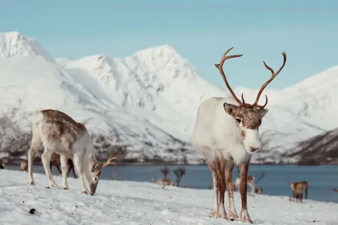 Deer in Snow 4K Wallpaper · animals · 3840×2560