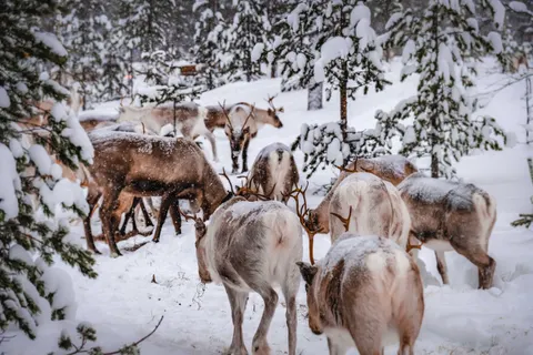 Fond d'écran Cerf dans la neige 4K · animals · 3840×2560