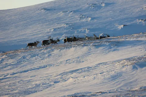 Deer in Snow 4K Wallpaper · animals · 3840×2560