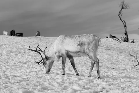 Deer in Snow 4K Wallpaper · animals · 3840×2560