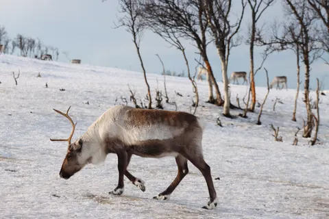 Deer in Snow 4K Wallpaper · animals · 3840×2560