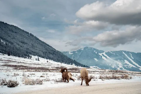 Hirsch im Schnee 4K Hintergrundbild · animals · 3840×2560