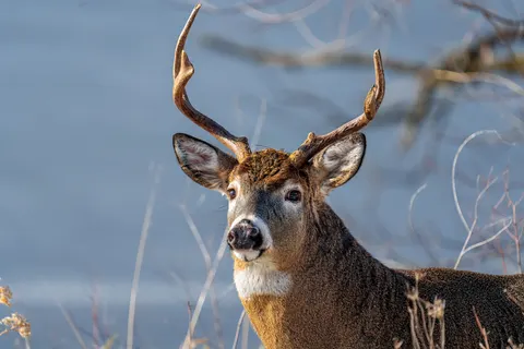 Deer in Snow 4K Wallpaper · animals · 3840×2560