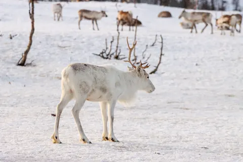 Deer in Snow 4K Wallpaper · animals · 3840×2560