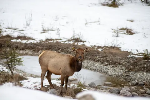 Deer in Snow 4K Wallpaper · animals · 3840×2560
