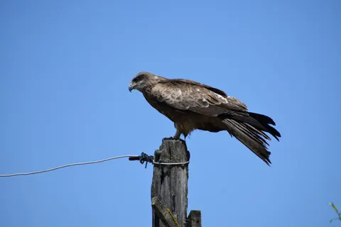 Hawk 4K Wallpaper · animals · 3840×2560
