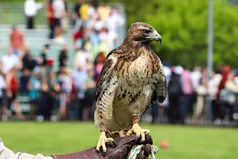 Hawk 4K Wallpaper · animals · 3840×2560