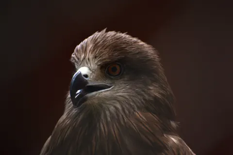 Falke 4K Hintergrundbild · animals · 3840×2560