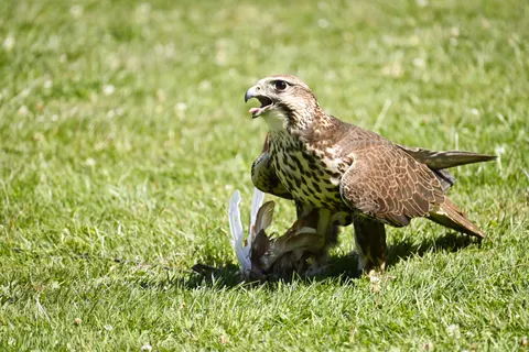 Hawk 4K Wallpaper · animals · 3840×2560