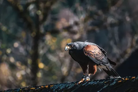 Sfondo Falco 4K · animals · 3840×2560