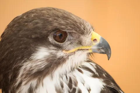 Hawk 4K Wallpaper · animals · 3840×2560