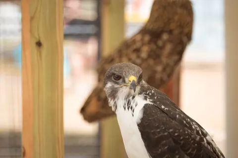 Hawk 4K Wallpaper · animals · 3840×2560