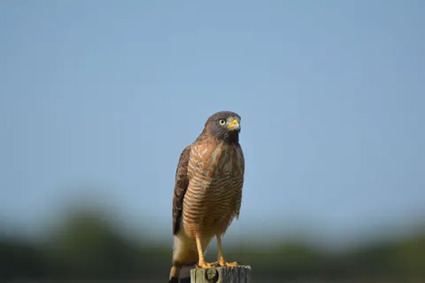 Hawk 4K Wallpaper · animals · 3840×2560