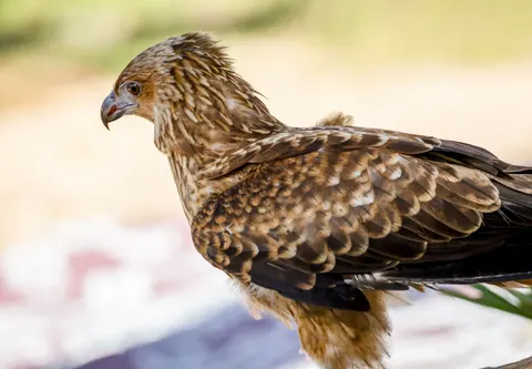 Hawk 4K Wallpaper · animals · 3840×2665