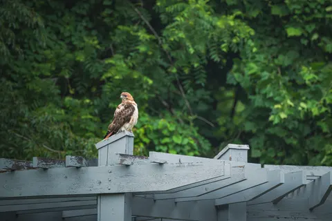 Hawk 4K Wallpaper · animals · 3840×2563