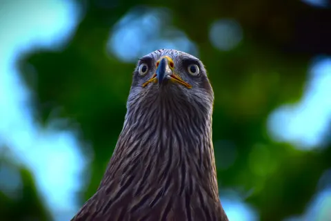 Hawk 4K Wallpaper · animals · 3840×2560