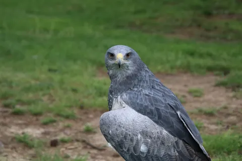 Falke 4K Hintergrundbild · animals · 3840×2560