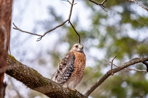 Hawk 4K Wallpaper · animals · 3840×2560