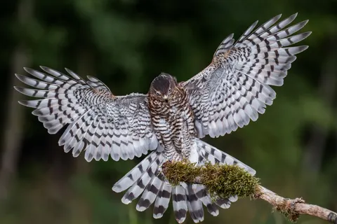 Papel de parede Falcão 4K · animals · 3840×2560