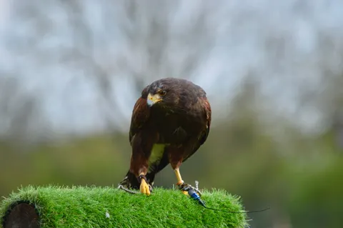 Hawk 4K Wallpaper · animals · 3840×2553