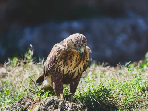 Hawk 4K Wallpaper · animals · 3840×2880