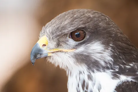 Hawk 4K Wallpaper · animals · 3840×2560