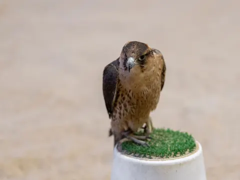 Sfondo Falco 4K · animals · 3840×2880