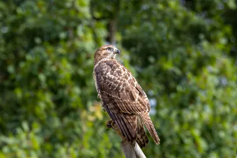 Hawk 4K Wallpaper · animals · 3840×2561
