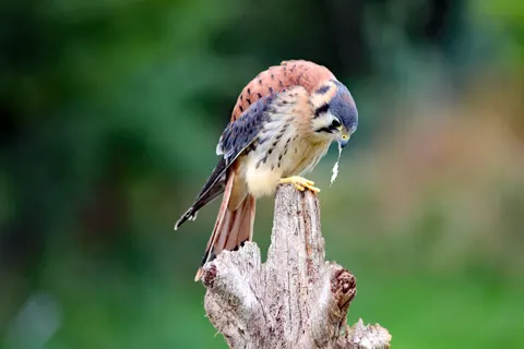 Hawk 4K Wallpaper · animals · 3840×2560