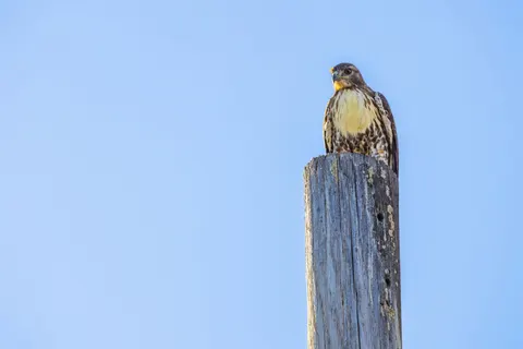 Hawk 4K Wallpaper · animals · 3840×2560
