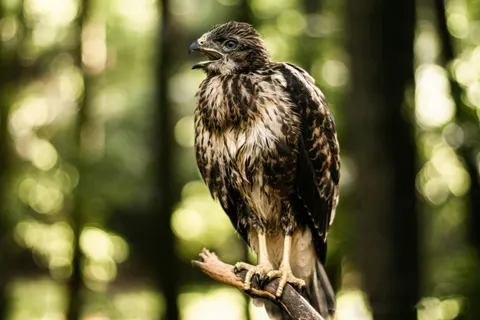 Hawk 4K Wallpaper · animals · 3840×2560