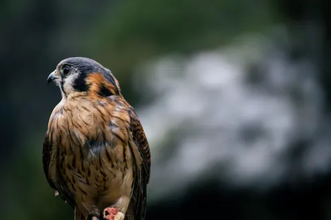 Hawk 4K Wallpaper · animals · 3840×2560