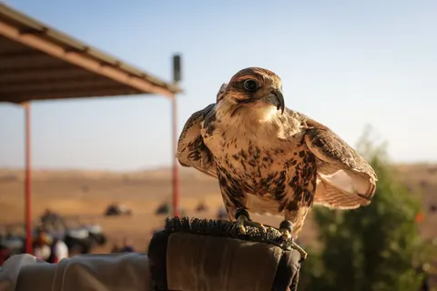 Hawk 4K Wallpaper · animals · 3840×2561