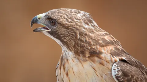 Sfondo Falco 4K · animals · 3840×2160
