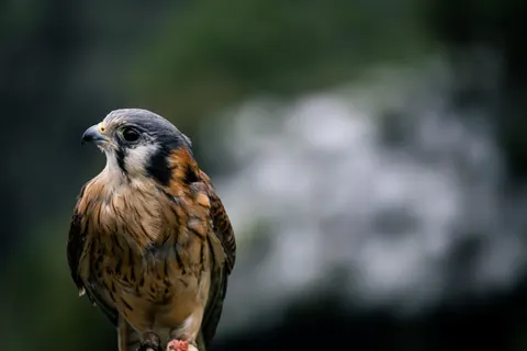 Hawk 4K Wallpaper · animals · 3840×2560