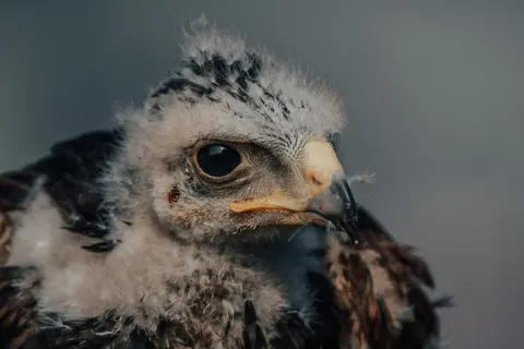 Hawk 4K Wallpaper · animals · 3840×2560