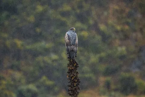 Hawk 4K Wallpaper · animals · 3840×2560