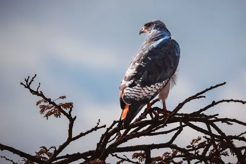 Hawk 4K Wallpaper · animals · 3840×2561