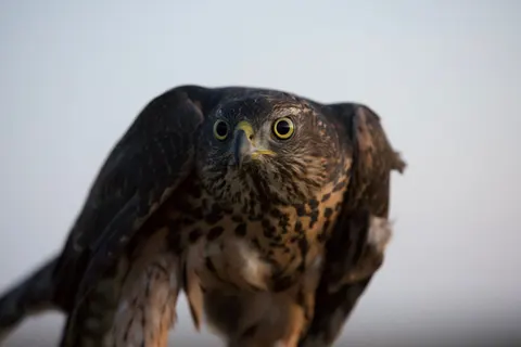 Hawk 4K Wallpaper · animals · 3840×2560