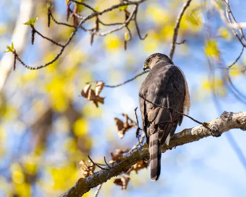 Hawk 4K Wallpaper · animals · 3840×3073