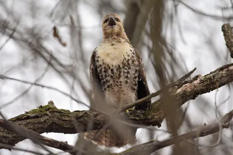Hawk 4K Wallpaper · animals · 3840×2560