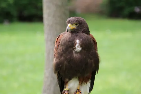 Hawk 4K Wallpaper · animals · 3840×2560