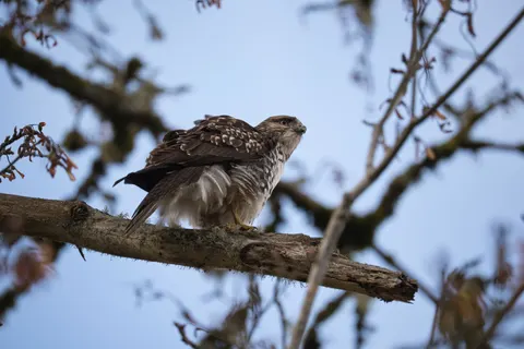 Hawk 4K Wallpaper · animals · 3840×2563
