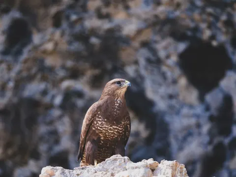Hawk 4K Wallpaper · animals · 3840×2880