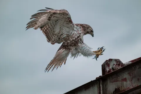 Hawk 4K Wallpaper · animals · 3840×2563