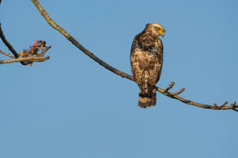 Hawk 4K Wallpaper · animals · 3840×2560