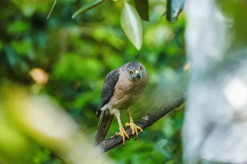 Wallpaper Alap-alap 4K · animals · 3840×2560